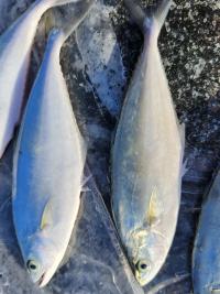 今まで見たことがないので、教えてください