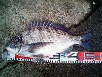 by:Love-Fish