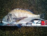 by:Love-Fish