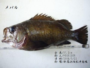 メバル27cm