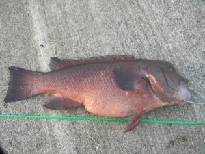 コブダイ65cm 5kg